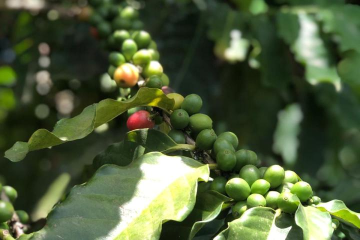 a close up of a fruit tree