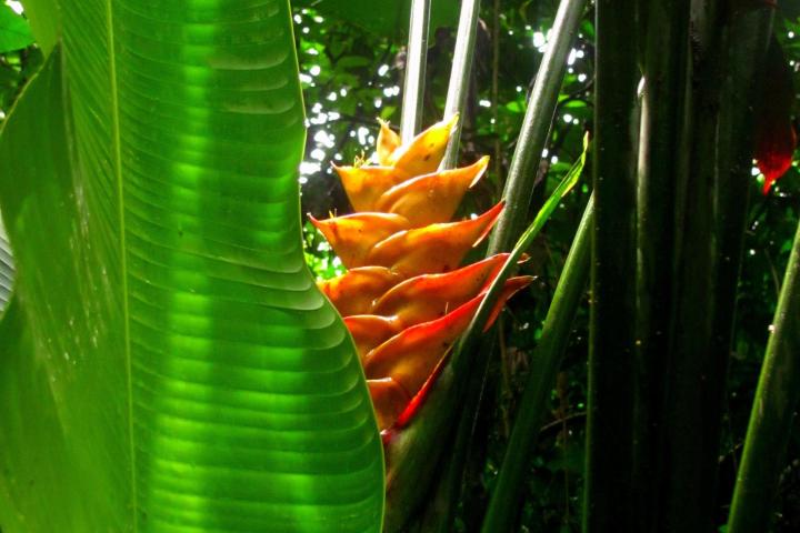 a vase of flowers on a tree